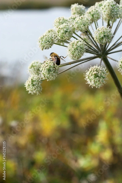 Fototapeta Spring flowers