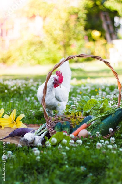 Fototapeta vegetables in a basket on the grass with white heck watching it
