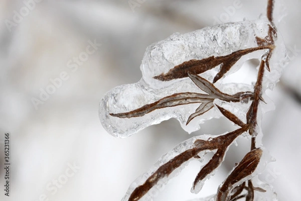 Fototapeta Grass covered with ice