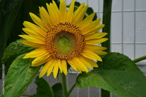 Fototapeta 向日葵が咲いている