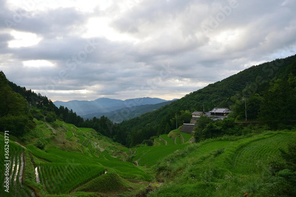 Fototapeta 内子の泉谷棚田