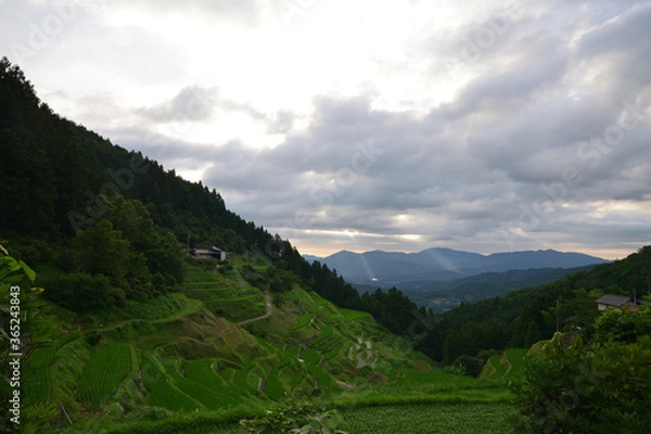 Fototapeta 内子の泉谷棚田