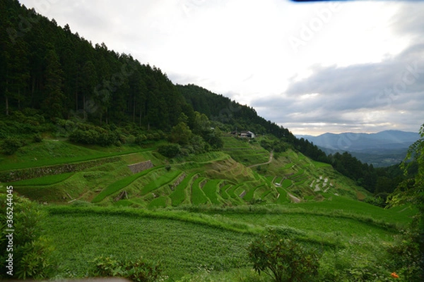Fototapeta 内子の泉谷棚田