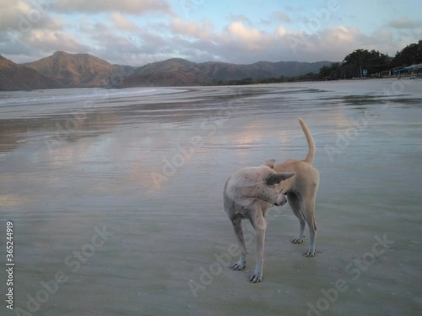 Obraz Selong Belanak Paradise Beach in Lombok, Indonesia