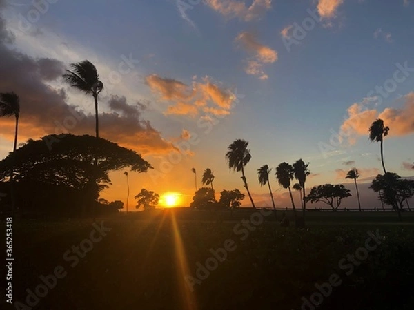 Obraz Sunset and Palm Trees