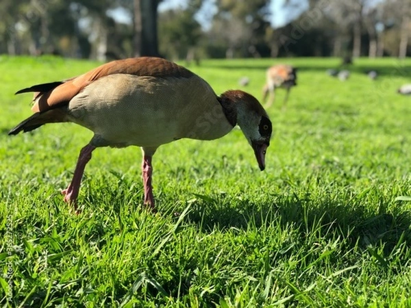 Fototapeta Israel, Tel Aviv, Duck in Yarkon Park