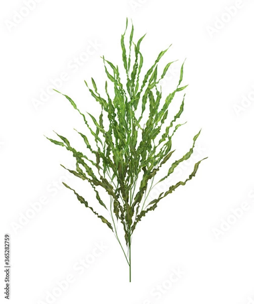 Fototapeta 3d Render Brush Tree Isolated  on white