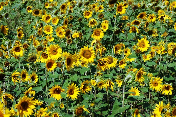 Obraz sonnenblumenfeld