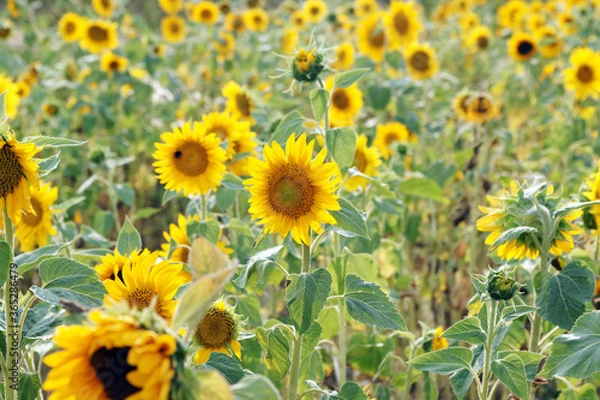 Obraz sonnenblumenfeld