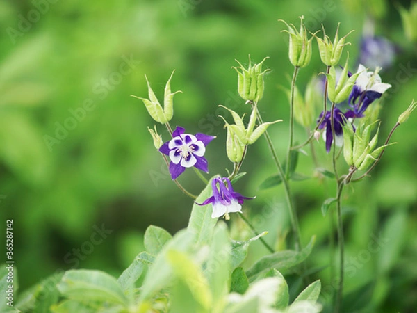 Obraz akelei im >Garten