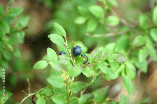Obraz heidelbeere am strauch