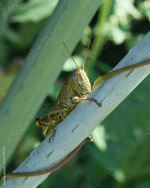 Obraz grashüpfer auf blatt