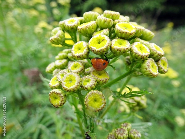 Obraz ladybug on yellow flower