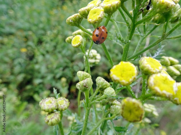 Obraz lady bug on yellow flower