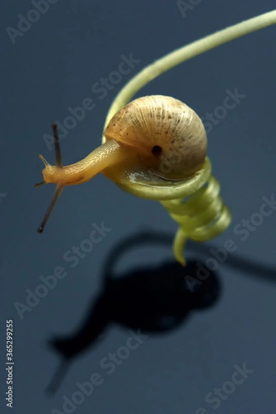 Fototapeta 
A snail above the water on a spiral macro shot. Close-up.