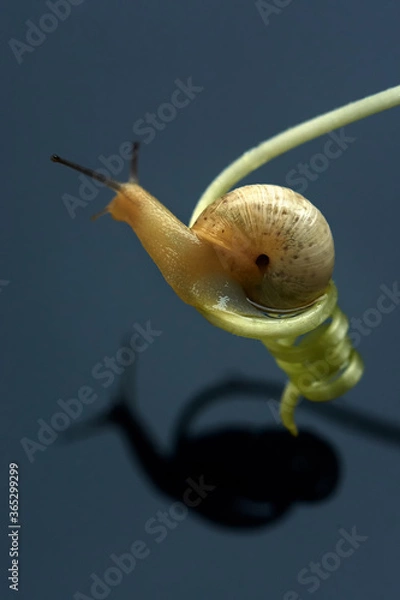 Fototapeta 
A snail above the water on a spiral macro shot. Close-up.