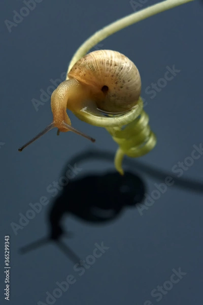 Fototapeta 
A snail above the water on a spiral macro shot. Close-up.