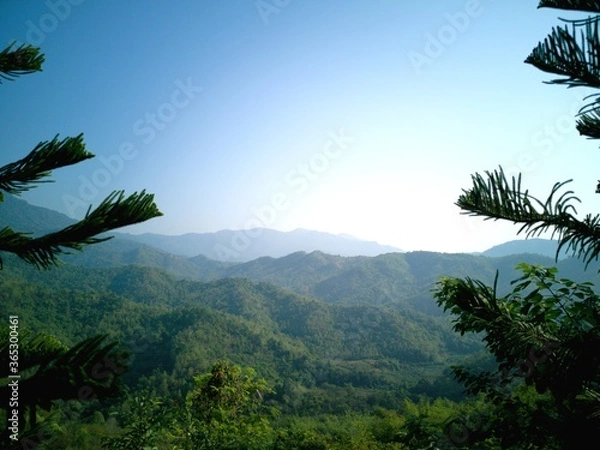 Fototapeta palm trees in the mountains