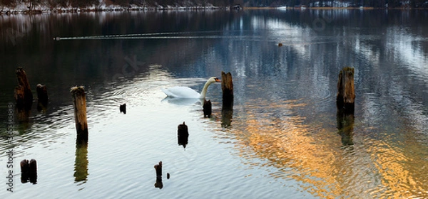 Obraz beautiful swan on lake in the mountains in winter with snow in the evening