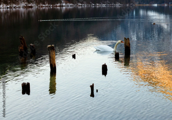 Obraz beautiful swan on lake in the mountains in winter with snow in the evening