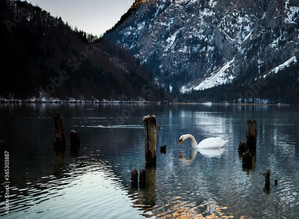 Obraz beautiful swan on lake in the mountains in winter with snow in the evening