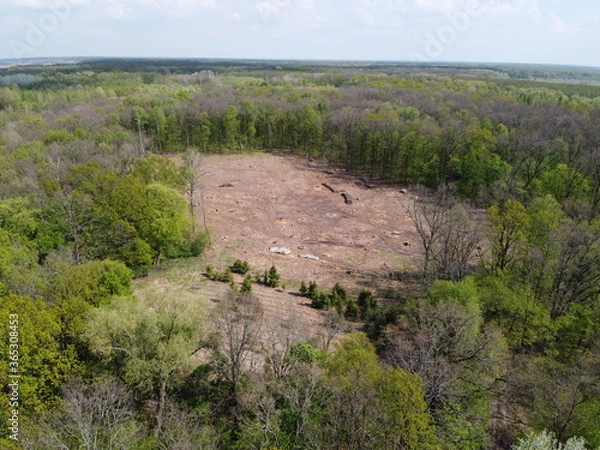 Fototapeta A place of felling, aerial view. Devastated land, clearing.