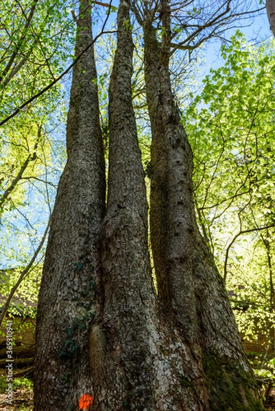 Fototapeta Trunks of trees joined together one huge base