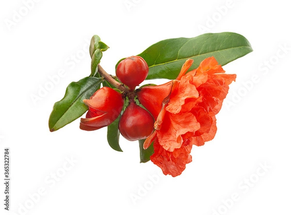 Obraz Blossoming pomegranate branch