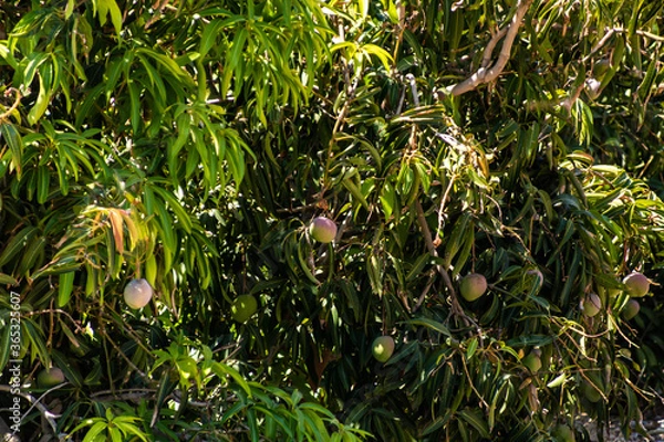 Fototapeta Mango trees