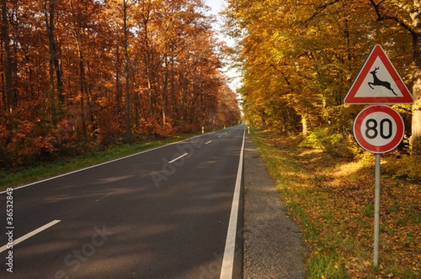 Fototapeta Herbstliche Landstraße