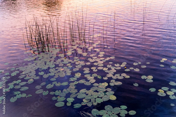 Fototapeta common reed