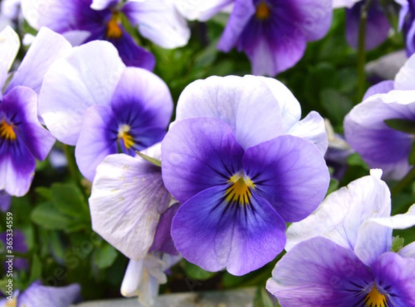 Obraz Pansy blue and yellow flowers during spring.