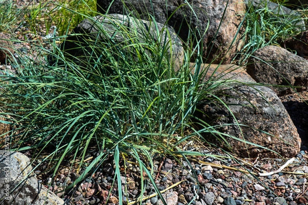 Obraz moss on the ground