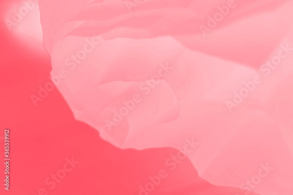 Obraz Crimson pink gradient abstract background with blurred lines