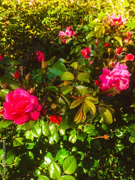 Obraz pink rose bush