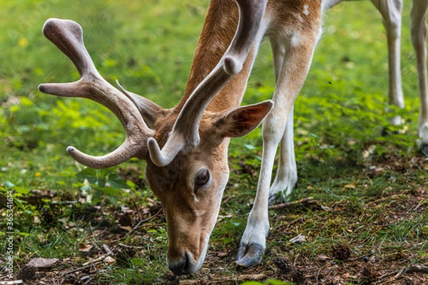 Obraz Close view on a deer