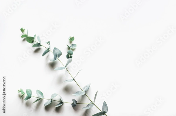 Fototapeta eucalyptus branches on a white background. Top view. Copy space.