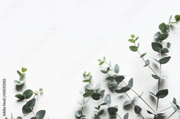Fototapeta eucalyptus branches on a white background. Top view. Copy space.