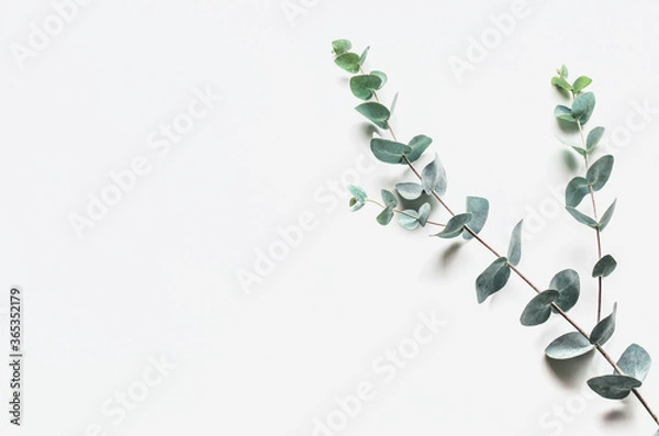 Fototapeta eucalyptus branches on a white background. Top view. Copy space.