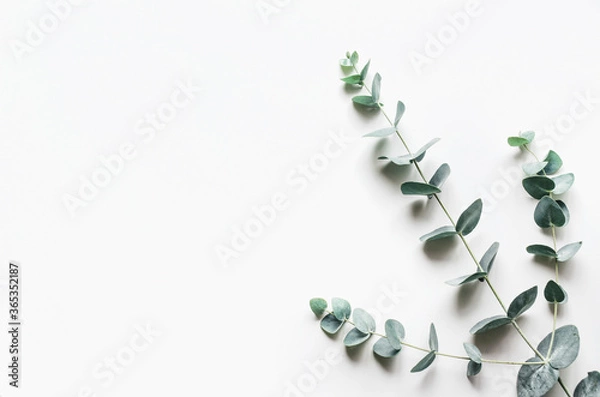 Fototapeta eucalyptus branches on a white background. Top view. Copy space.