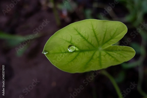 Obraz macro shot of rain drops on green leaf in garden