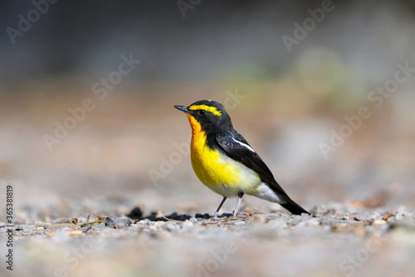 Fototapeta 美しくかっこいいキビタキ