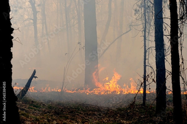 Fototapeta forest fire, dangerous environmental situation