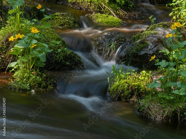 Fototapeta This is a long exposure photo view to a stream in slopes of a Lapponian mountain. The deep gorge biotype was a typical - and unusual - grove. An eye-catching kingcup is also in the scene. Varkaankuru,