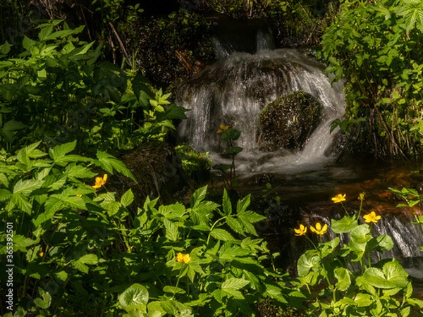 Fototapeta Jest to długi widok na zdjęcie na strumień na zboczach góry Lapponian. Biotyp głębokiego wąwozu był typowym - i niezwykłym - gajowym. Na scenie jest również przyciągający wzrok Kingcup. Varkaankuru,