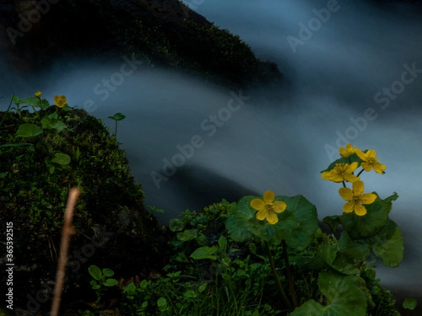 Fototapeta This is a long exposure photo view to a stream in slopes of a Lapponian mountain. The deep gorge biotype was a typical - and unusual - grove. An eye-catching kingcup is also in the scene. Varkaankuru,