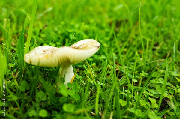 Fototapeta キノコ