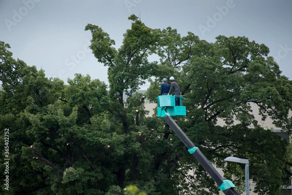 Fototapeta クレーン車を乗って樹木を切る職人達