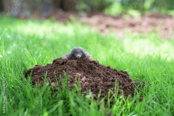 Fototapeta A mole has emerged on the surface of the soil in a vegetable garden