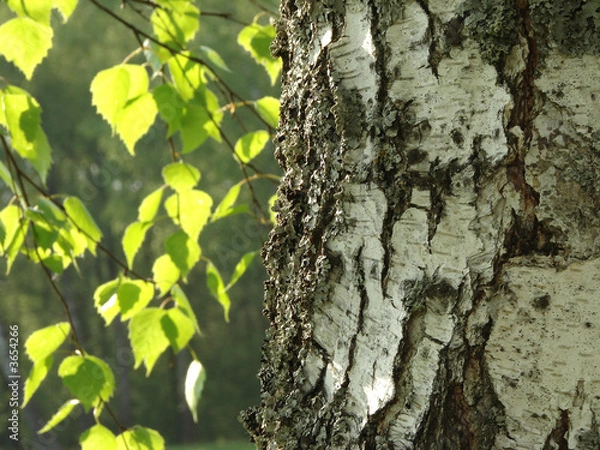 Fototapeta birch tree